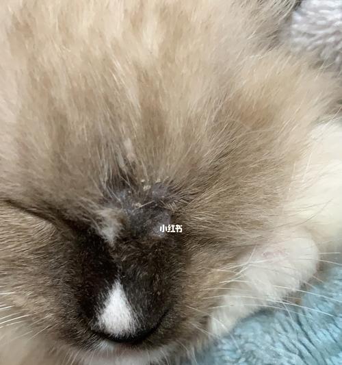 宠物猫咪患上猫藓该怎么办（了解猫藓）