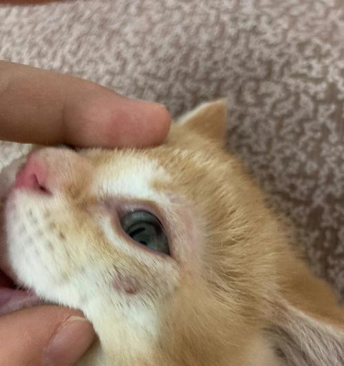 宠物猫咪患上猫藓该怎么办（了解猫藓）