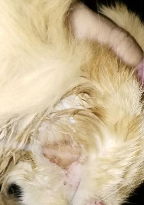 探究猫咪毛囊炎尾巴——预防与治疗（宠物猫咪的常见尾巴问题）