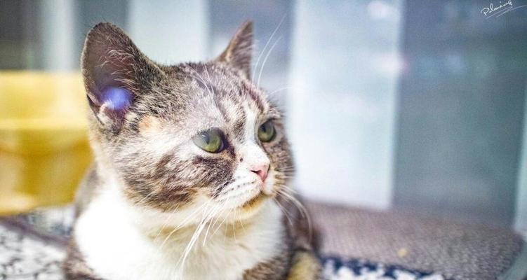 揭秘猫咪毛球（了解宠物毛发生长周期）
