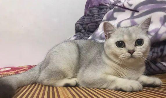 猫咪毛球症消瘦的原因与治疗方法（如何防范猫咪毛球症）