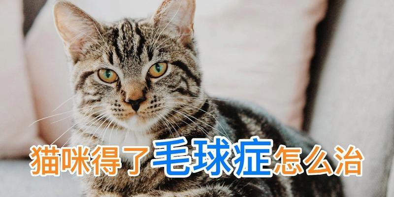 猫咪毛球症消瘦的原因与治疗方法（如何防范猫咪毛球症）