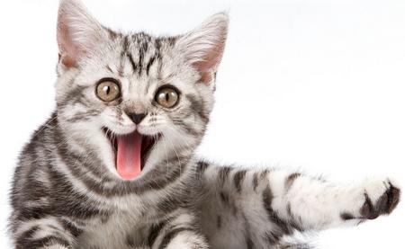 猫咪毛球症消瘦的原因与治疗方法（如何防范猫咪毛球症）