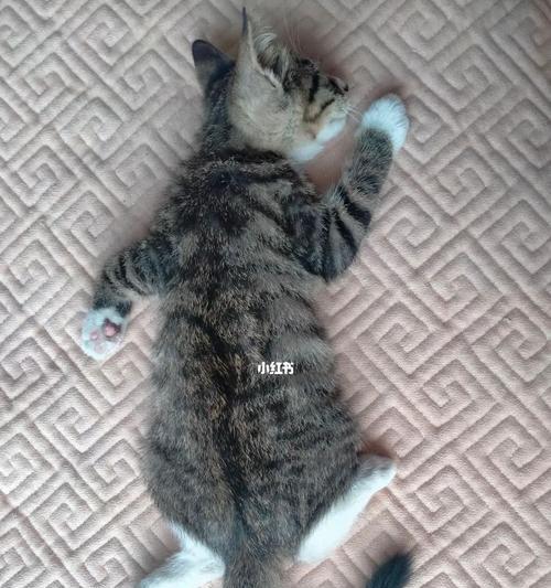 猫咪毛球症（如何预防和治疗猫咪毛球症）