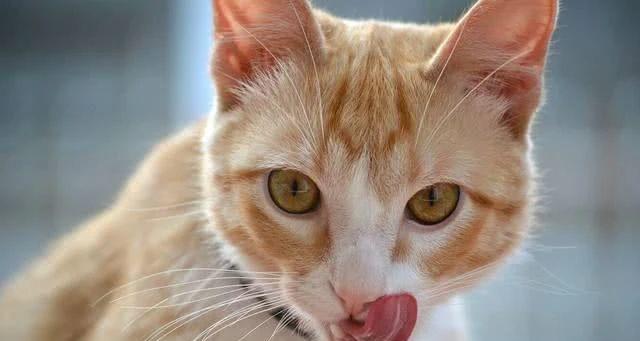 猫咪的健康饮食（一份适合猫咪的营养均衡食谱）