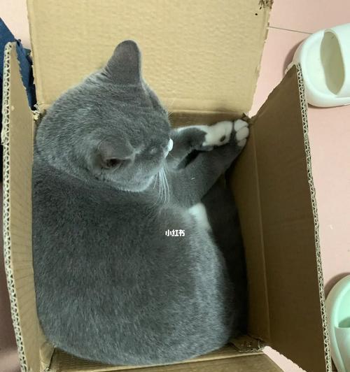 探讨宠物快递中猫咪是否适合寄送（了解猫咪快递的注意事项和安全保障）