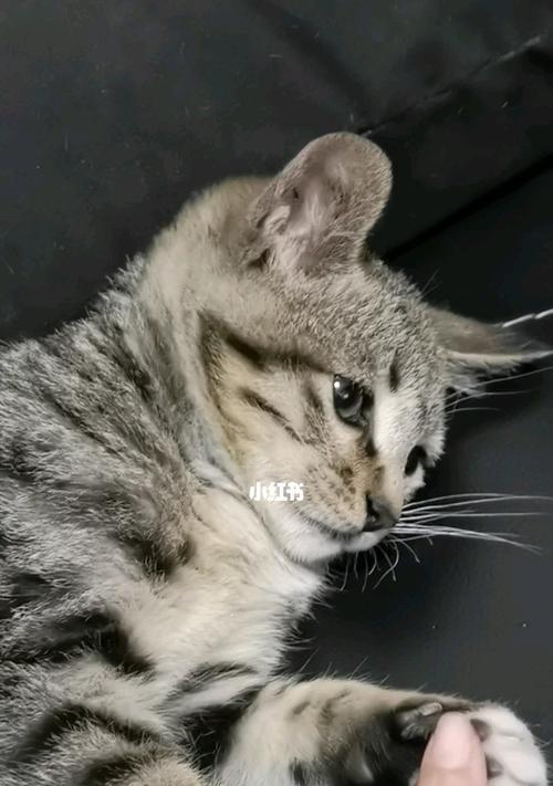 猫咪能吃瓜子仁吗？解读瓜子仁对宠物猫的影响