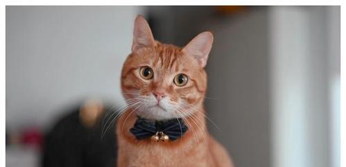 宠物猫能否食用油桃（了解猫咪的饮食习惯和油桃的营养价值）