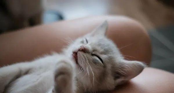 猫咪可不可以喝母乳（以宠物为主）