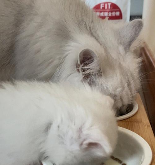 能否让猫咪喂牛奶（宠物的饮食安全需引起关注）