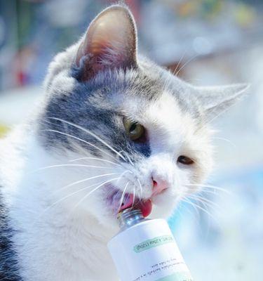猫咪呕吐的原因及如何正确喂养（宠物养护小知识）
