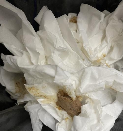 猫咪呕吐物带血，你应该关注的这个问题！