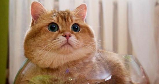 猫咪为什么怕那些声音（探究猫咪对声音的敏感度及其原因）