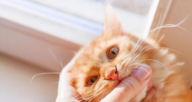 猫咪为什么怕那些声音（探究猫咪对声音的敏感度及其原因）