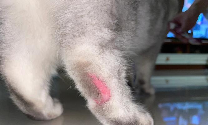 猫咪皮肤病图解-如何保护你家喵喵的健康（宠物常见皮肤病）