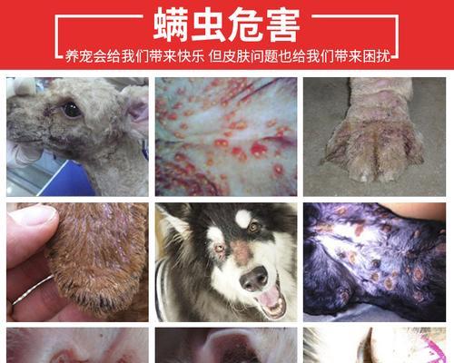探究猫咪皮肤病脱毛的原因和治疗方法（掌握宠物饲养中应对猫咪皮肤问题的技巧）