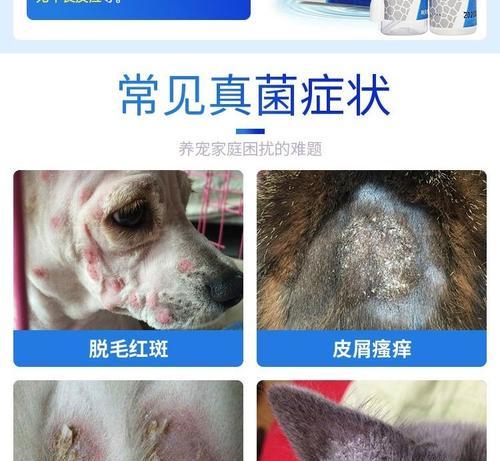 探究猫咪皮肤病脱毛的原因和治疗方法（掌握宠物饲养中应对猫咪皮肤问题的技巧）
