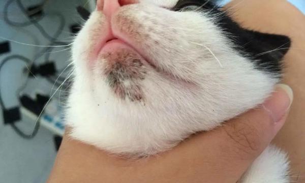 猫咪皮肤病的治疗方法（宠物主人必读的治疗技巧）