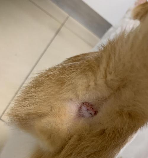 猫咪屁屁出血怎么办（宠物猫咪健康必知）