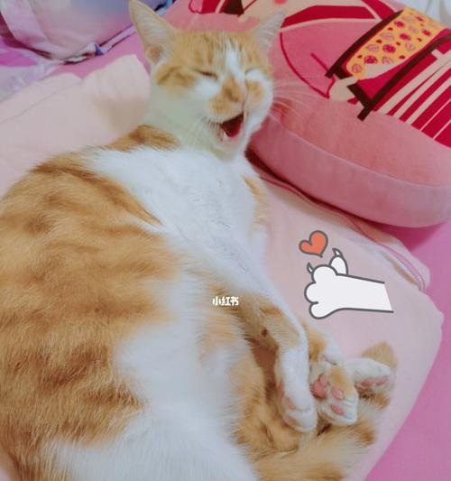 如何为宠物猫咪度过寒冷的秋季