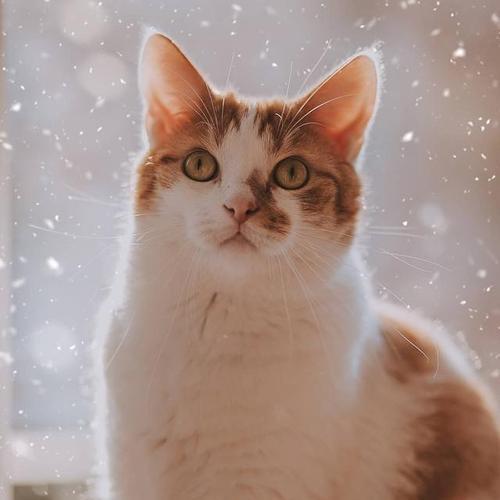 如何为宠物猫咪度过寒冷的秋季