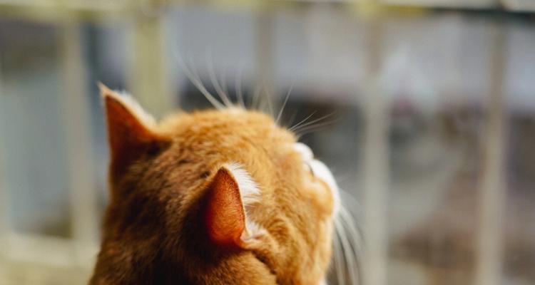 如何为宠物猫咪度过寒冷的秋季