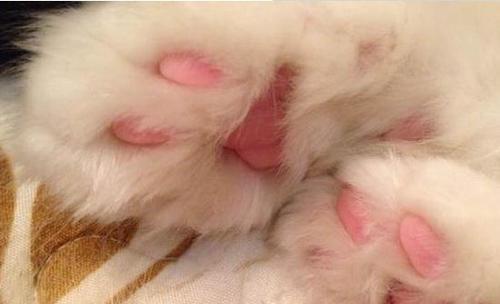 猫咪肉垫受伤了，宠物主人必须了解的护理知识（如何预防猫咪肉垫受伤）