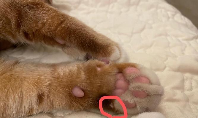 猫咪肉垫受伤了，宠物主人必须了解的护理知识（如何预防猫咪肉垫受伤）