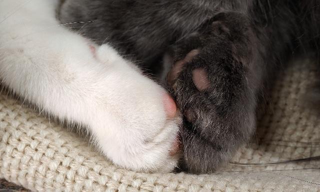 揭秘猫咪肉垫的“凉”秘密（探究为何猫咪的肉垫特别凉）