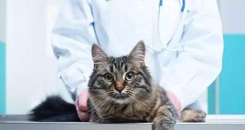宠物猫咪的糖尿病（如何预防和治疗）