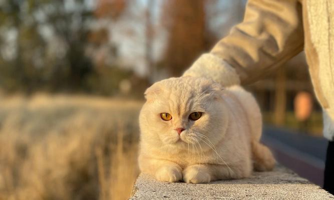 猫咪散步的乐趣与技巧（为宠物猫咪带来健康乐趣的正确方式）