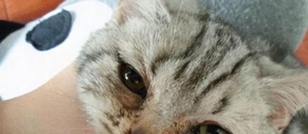 如何治疗宠物猫咪的上火问题（全面解析宠物猫咪上火的原因和治疗方法）