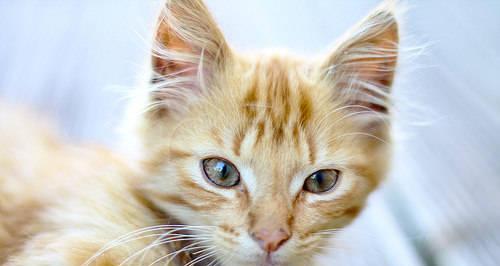 如何治疗宠物猫咪的上火问题（全面解析宠物猫咪上火的原因和治疗方法）