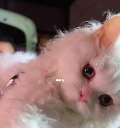 猫咪舌头有个洞，你真的了解它吗（探寻猫咪舌头秘密）