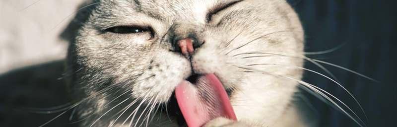 猫咪舌头有个洞，你真的了解它吗（探寻猫咪舌头秘密）