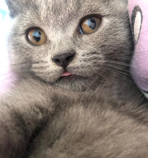 猫咪舌头有个洞，你真的了解它吗（探寻猫咪舌头秘密）