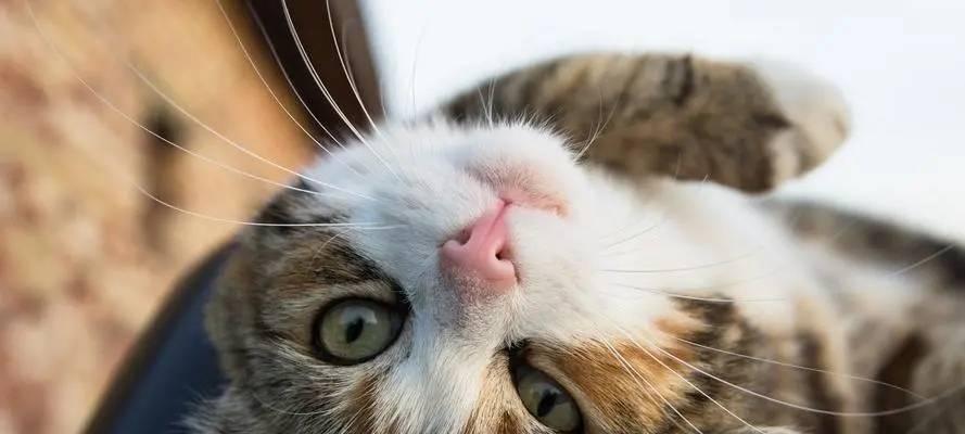 猫咪肾衰竭的原因与预防（揭开猫咪肾衰竭的神秘面纱）