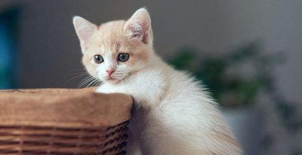 猫咪肾衰竭的原因与预防（揭开猫咪肾衰竭的神秘面纱）