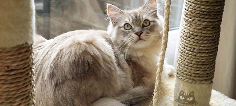 宠物猫咪为什么声音变小了（探究猫咪声音变小的原因及如何应对）