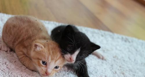 猫咪生产后喘气，你应该知道的一切（如何正确应对猫咪生产后喘气）
