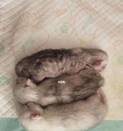 猫咪生产后喘气，你应该知道的一切（如何正确应对猫咪生产后喘气）