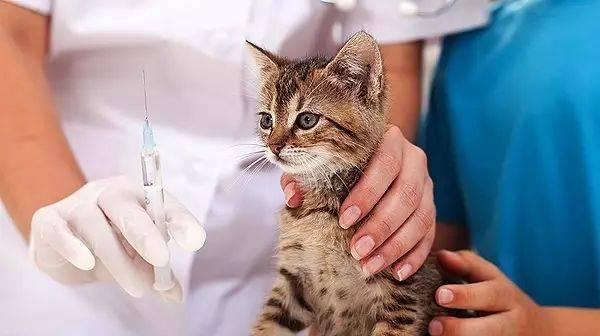 猫咪生化肾调理法