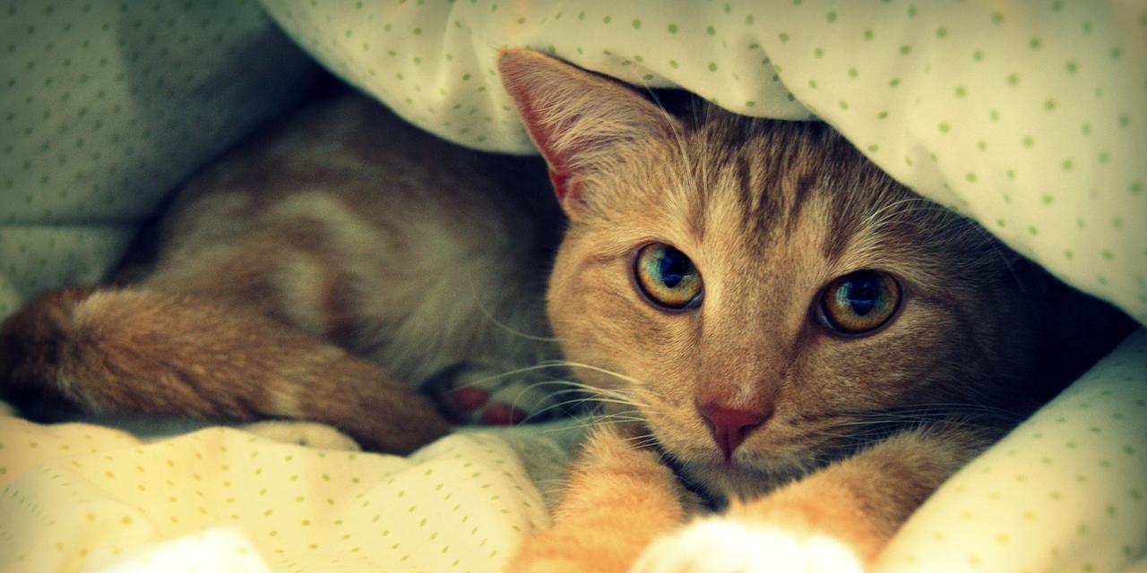 以保护动物为重，从多方面了解抱猫不当的后果（以保护动物为重）