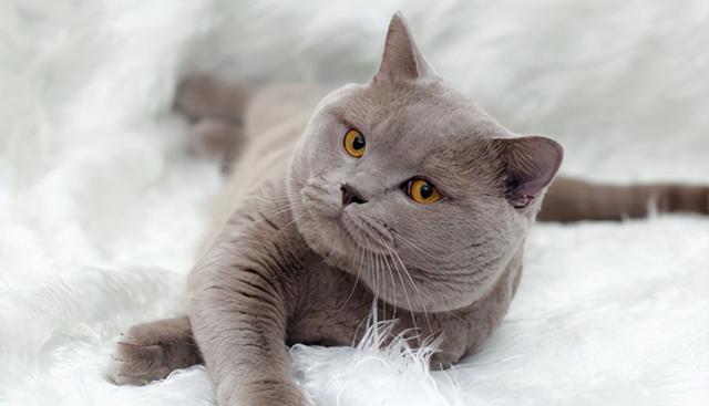 猫咪（从宠物到文化图腾）