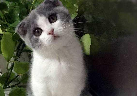 猫咪（从宠物到文化图腾）