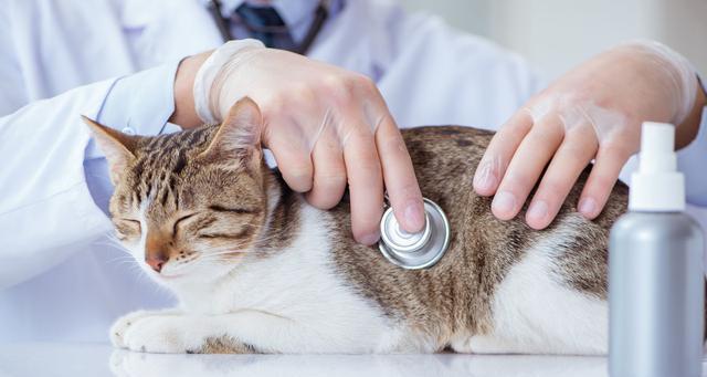 以猫咪手术吹空调为主题，了解宠物空调使用的注意事项（-宠物健康）
