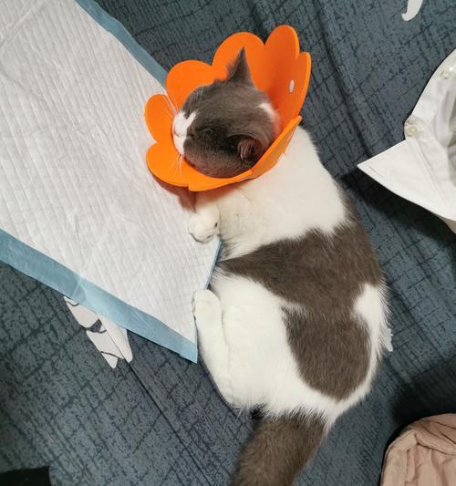 以猫咪手术吹空调为主题，了解宠物空调使用的注意事项（-宠物健康）