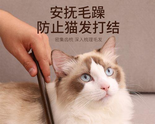 猫咪梳毛技巧大揭秘——让你的猫咪享受梳毛的美好时光（从梳毛前的准备到梳毛时的技巧）