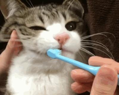 猫咪刷牙咬人怎么办（宠物口腔护理中的难点与解决方案）
