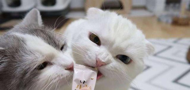 猫咪刷牙咬人怎么办（宠物口腔护理中的难点与解决方案）